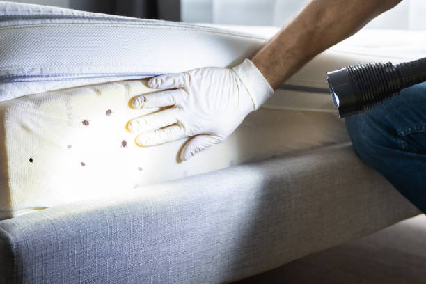 Best Cockroach Control Services  in Ogden, IA